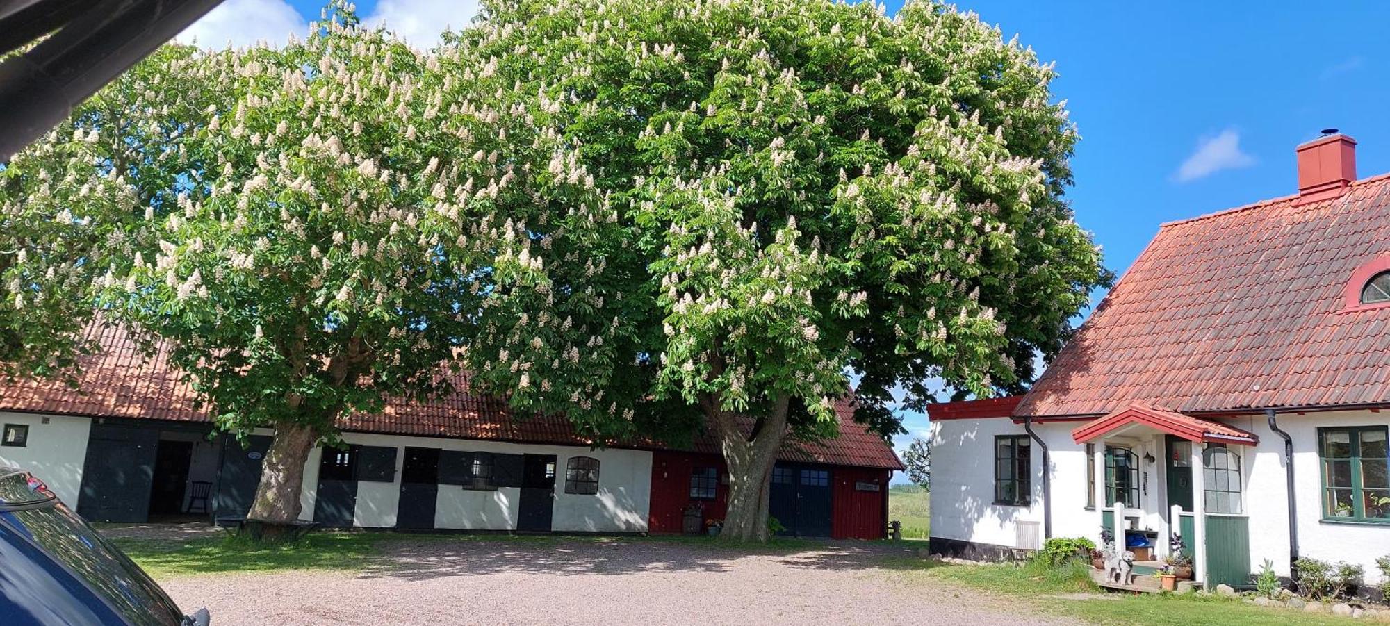 Lantligt Och Lugnt Boende Naera Natur Och Stad Svedala المظهر الخارجي الصورة