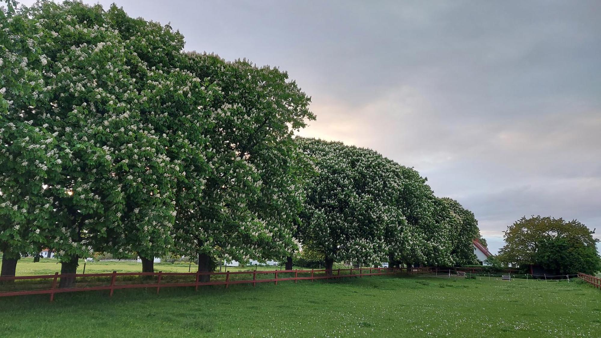 Lantligt Och Lugnt Boende Naera Natur Och Stad Svedala المظهر الخارجي الصورة